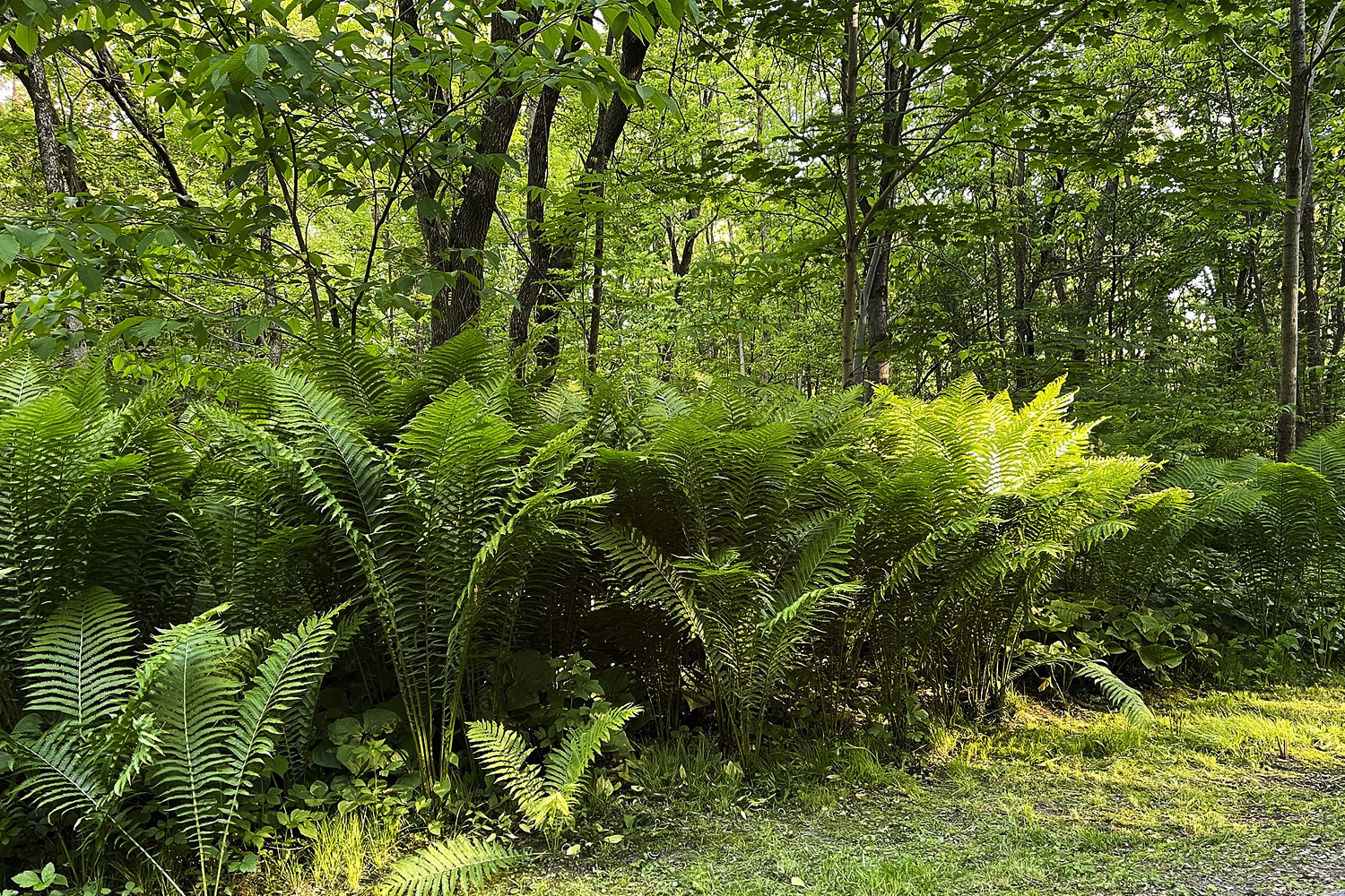 Ostrich Ferns Suffolk Hydroseeding.com Long Island